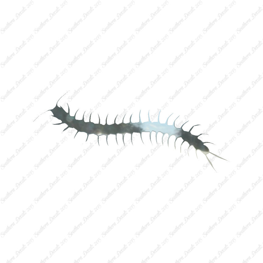 Centipede Millipede Insect