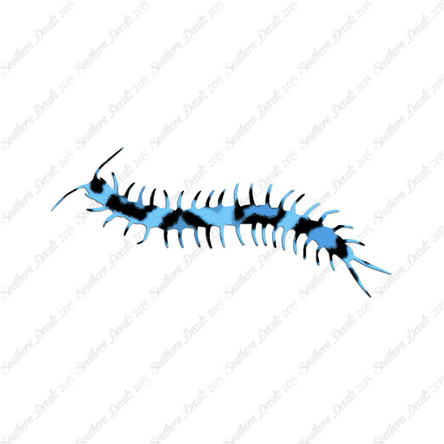 Centipede Millipede Insect