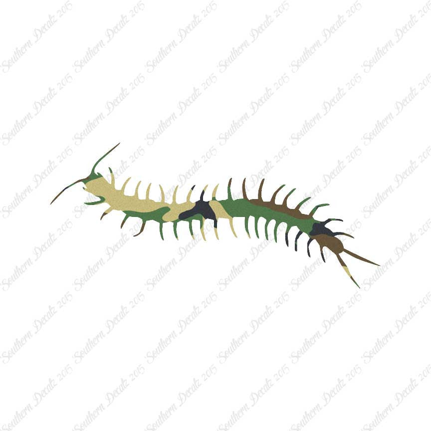 Centipede Millipede Insect