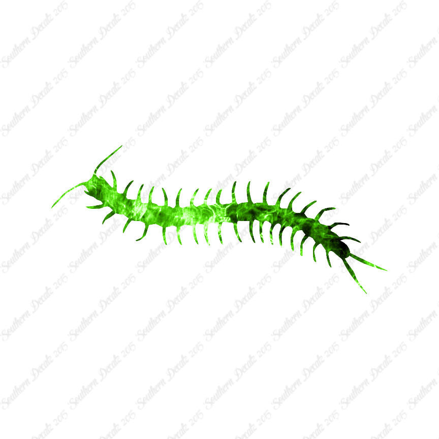 Centipede Millipede Insect