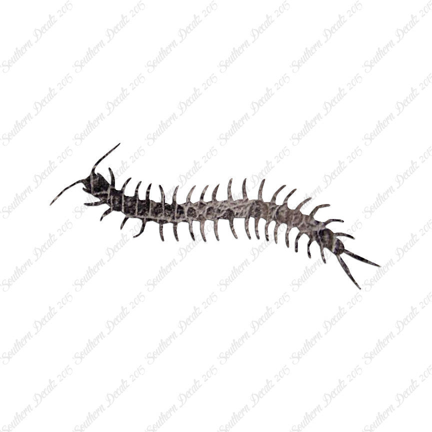 Centipede Millipede Insect