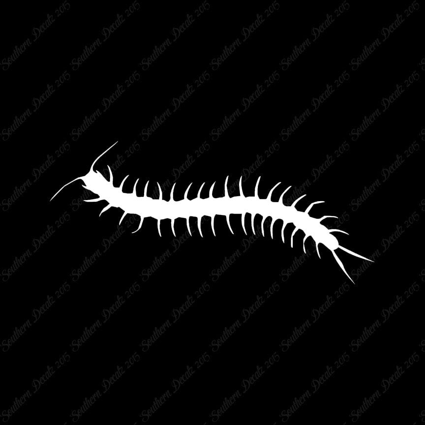 Centipede Millipede Insect