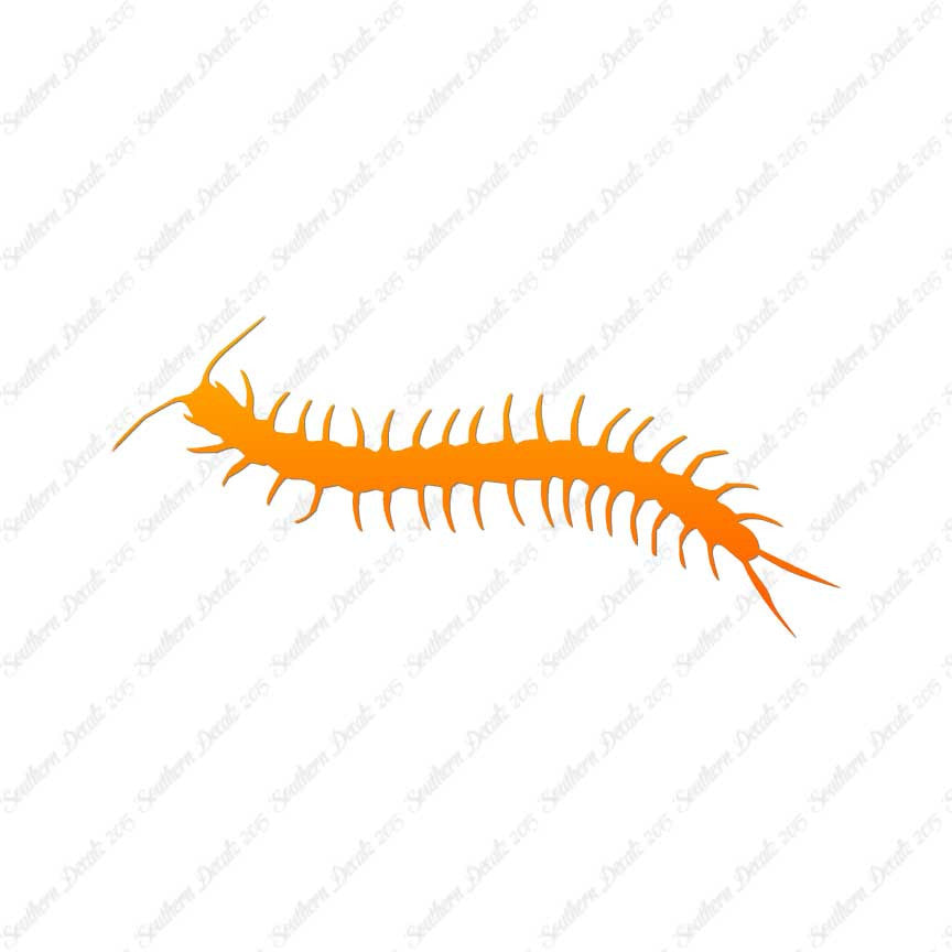 Centipede Millipede Insect