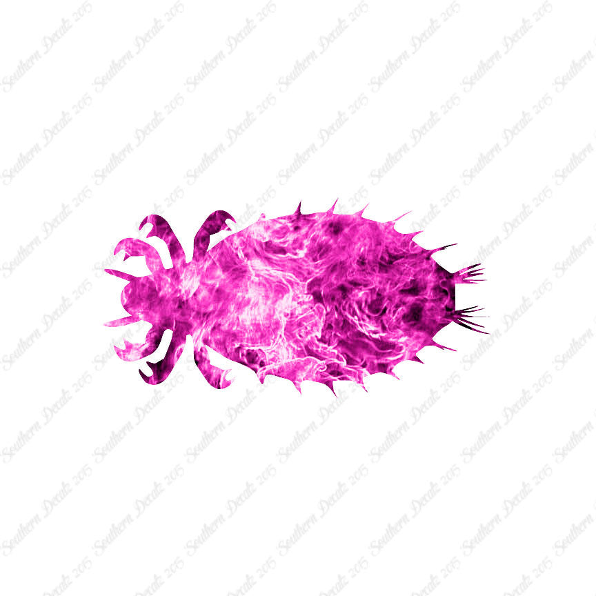 Flea Louse Bed Bug Insect