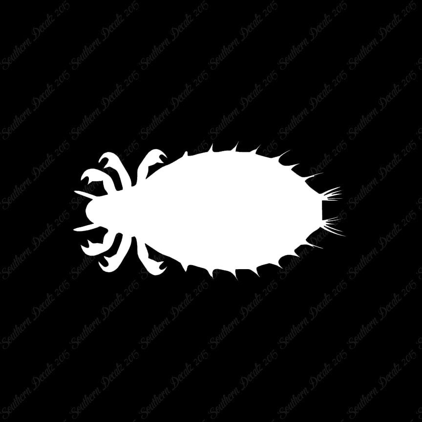Flea Louse Bed Bug Insect