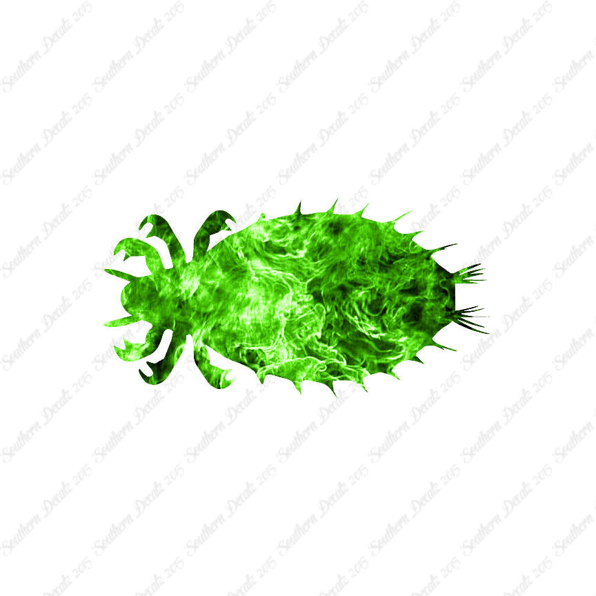 Flea Louse Bed Bug Insect