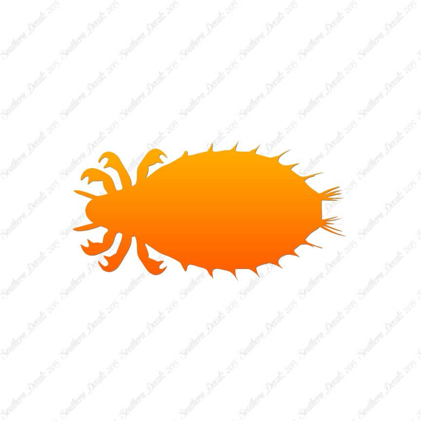 Flea Louse Bed Bug Insect