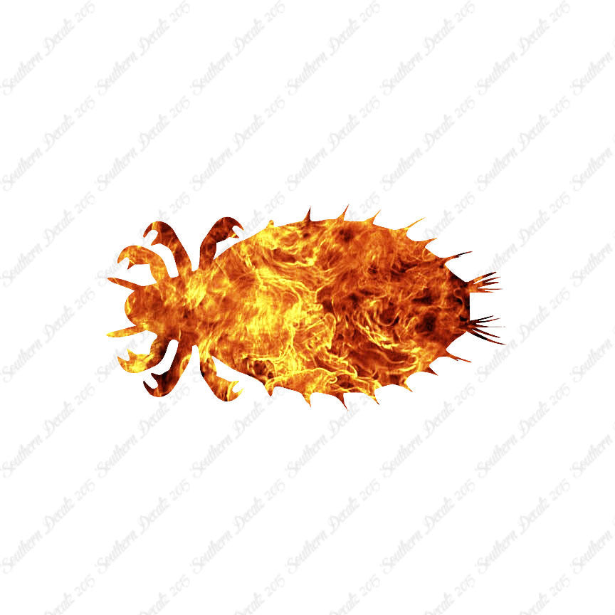 Flea Louse Bed Bug Insect