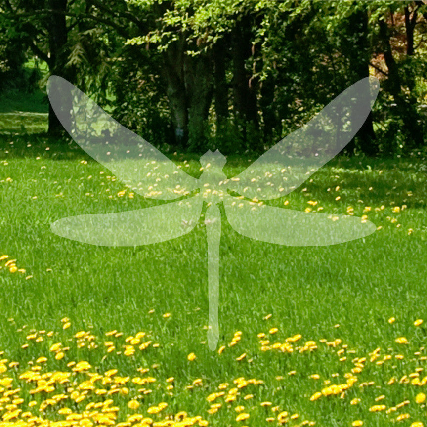 Dragonfly Insect Bug