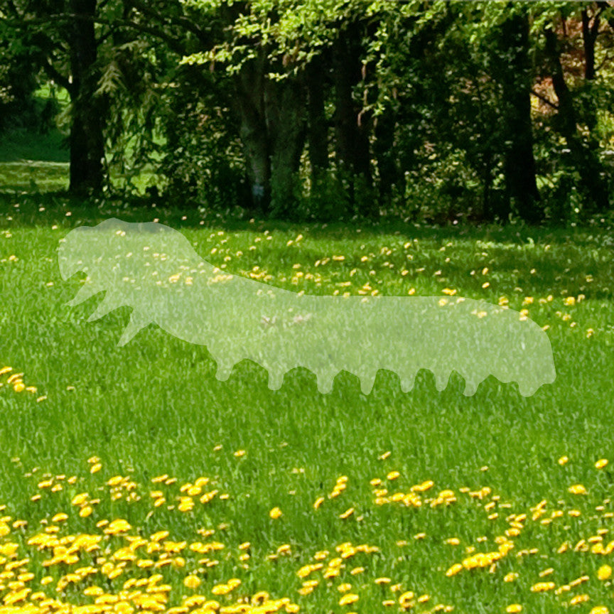 Caterpillar Insect Bug