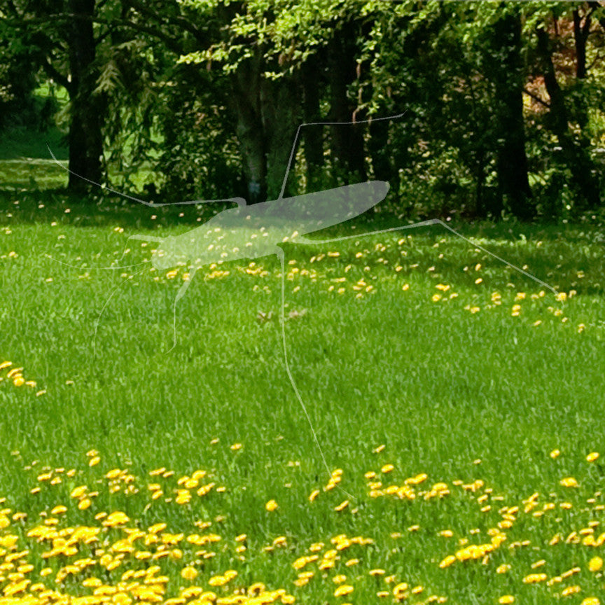 Water Skimmer Insect Bug