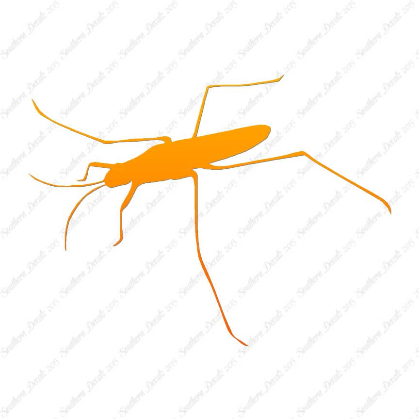 Water Skimmer Insect Bug