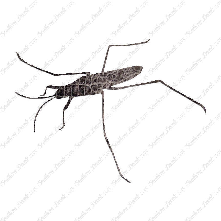 Water Skimmer Insect Bug