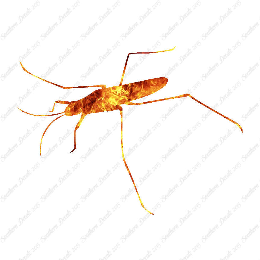 Water Skimmer Insect Bug