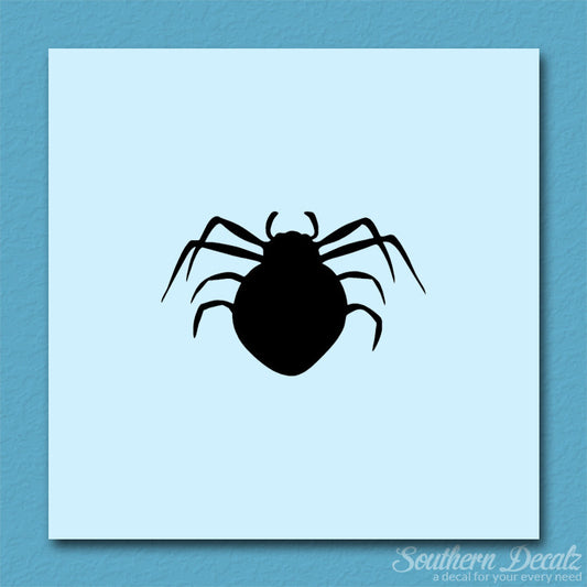 Spider Arachnid