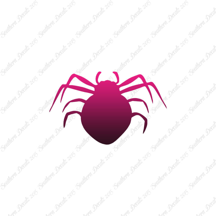 Spider Arachnid