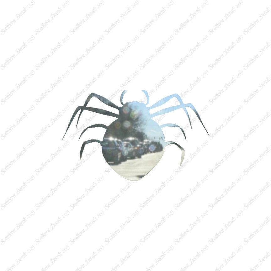Spider Arachnid