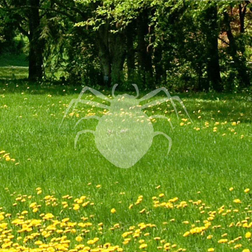 Spider Arachnid