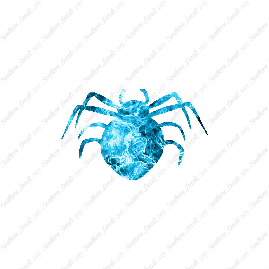 Spider Arachnid