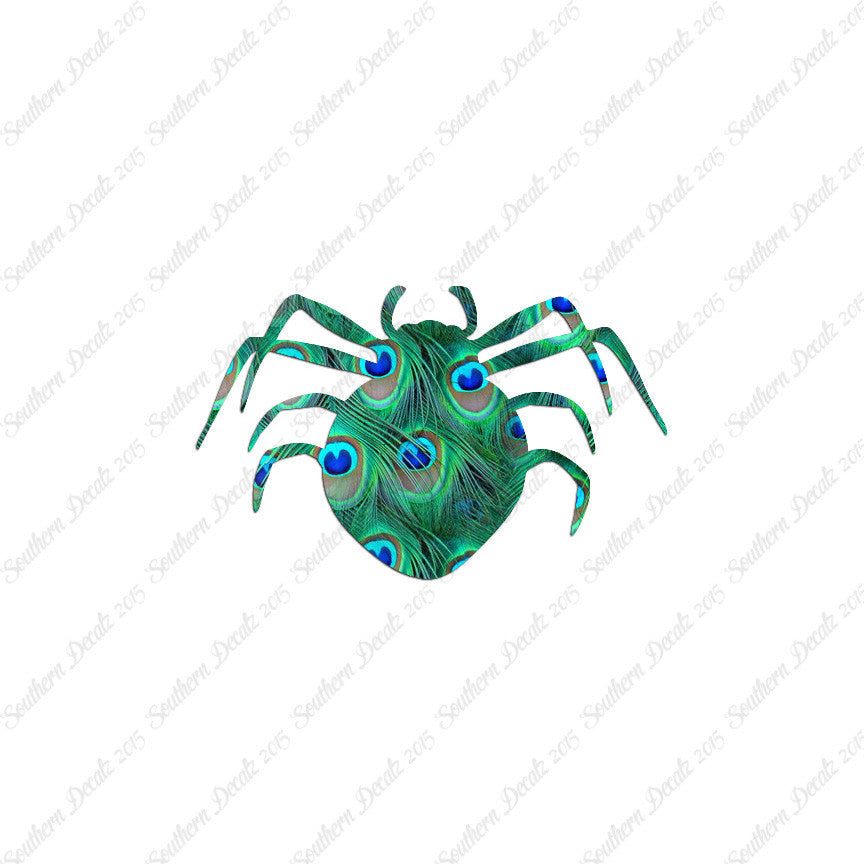 Spider Arachnid