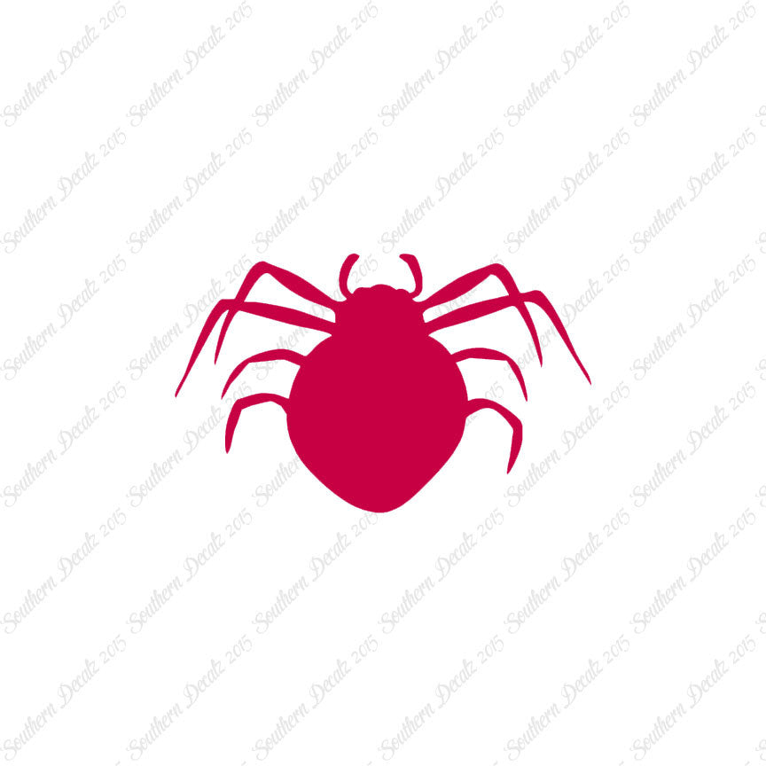 Spider Arachnid