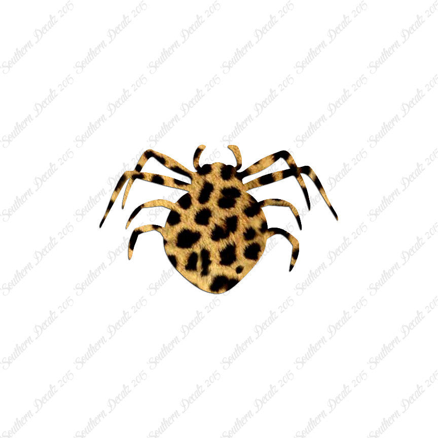 Spider Arachnid