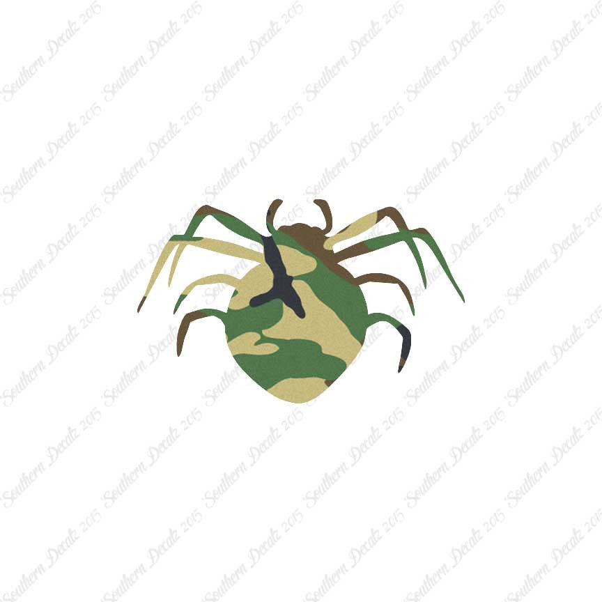 Spider Arachnid