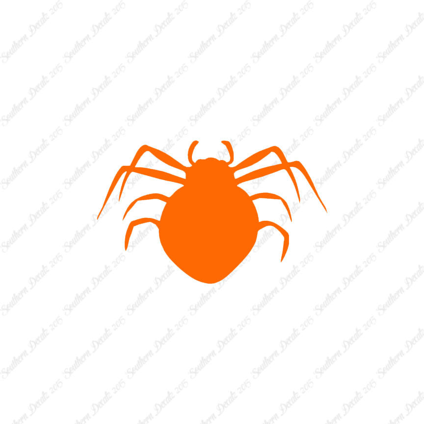 Spider Arachnid