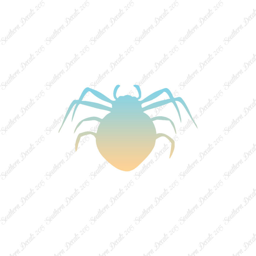 Spider Arachnid