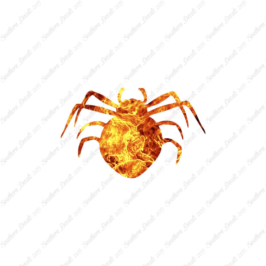 Spider Arachnid