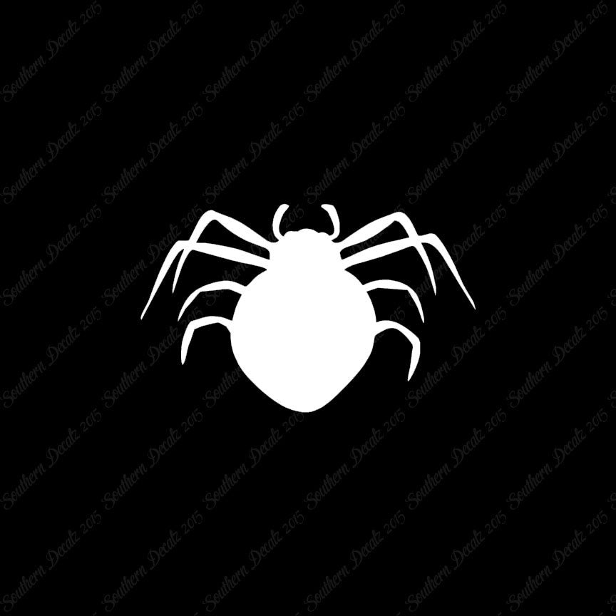 Spider Arachnid