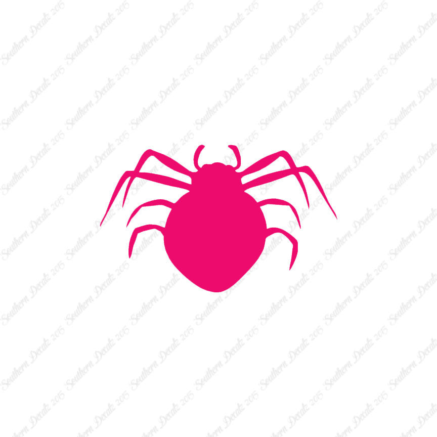 Spider Arachnid