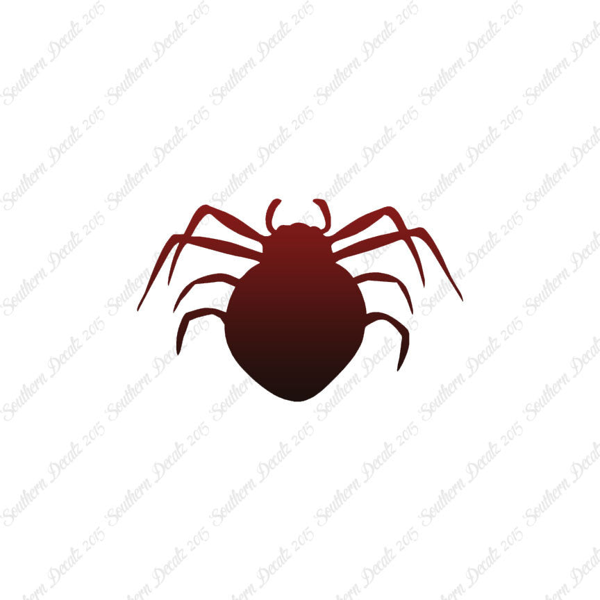 Spider Arachnid