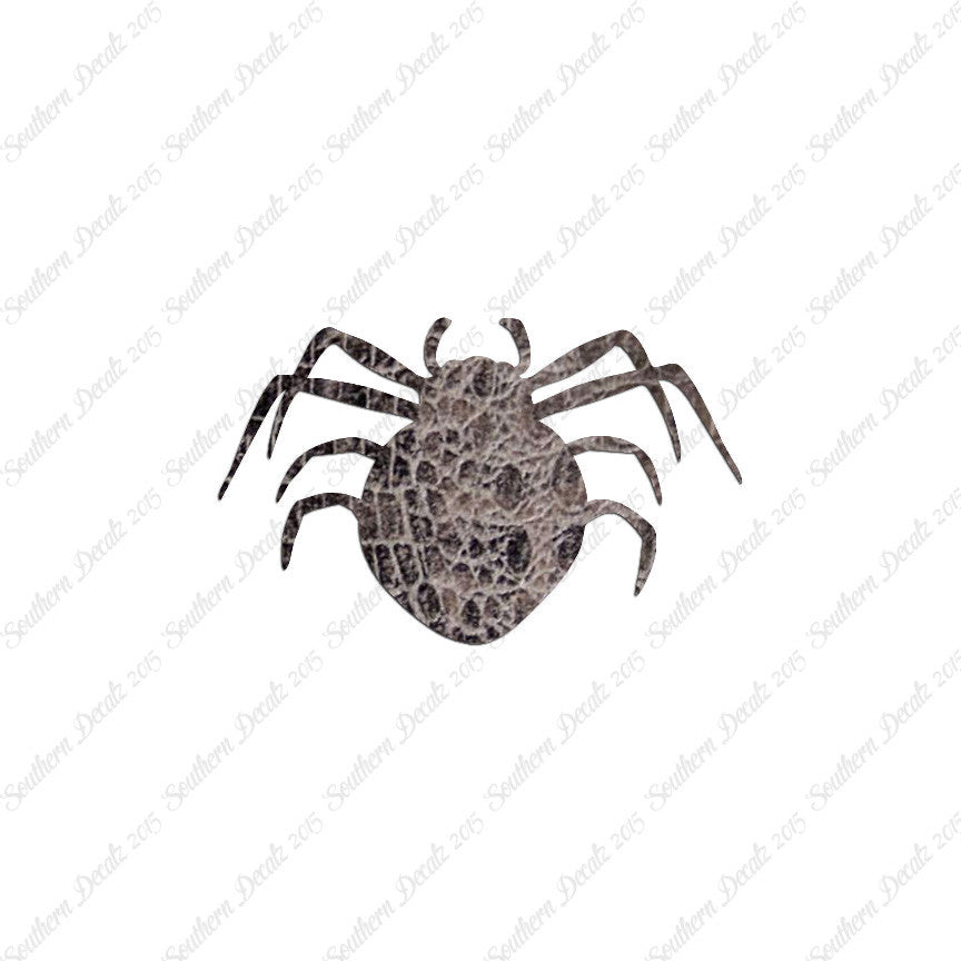 Spider Arachnid
