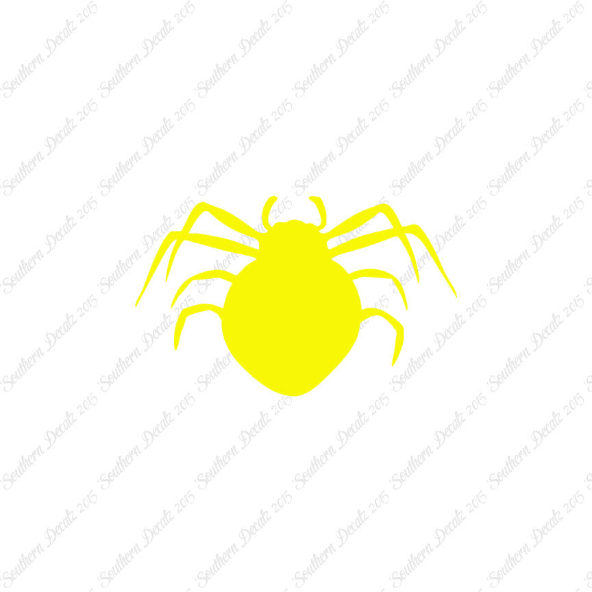 Spider Arachnid