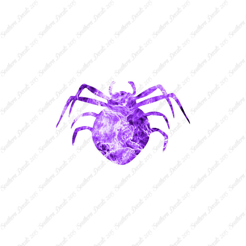 Spider Arachnid