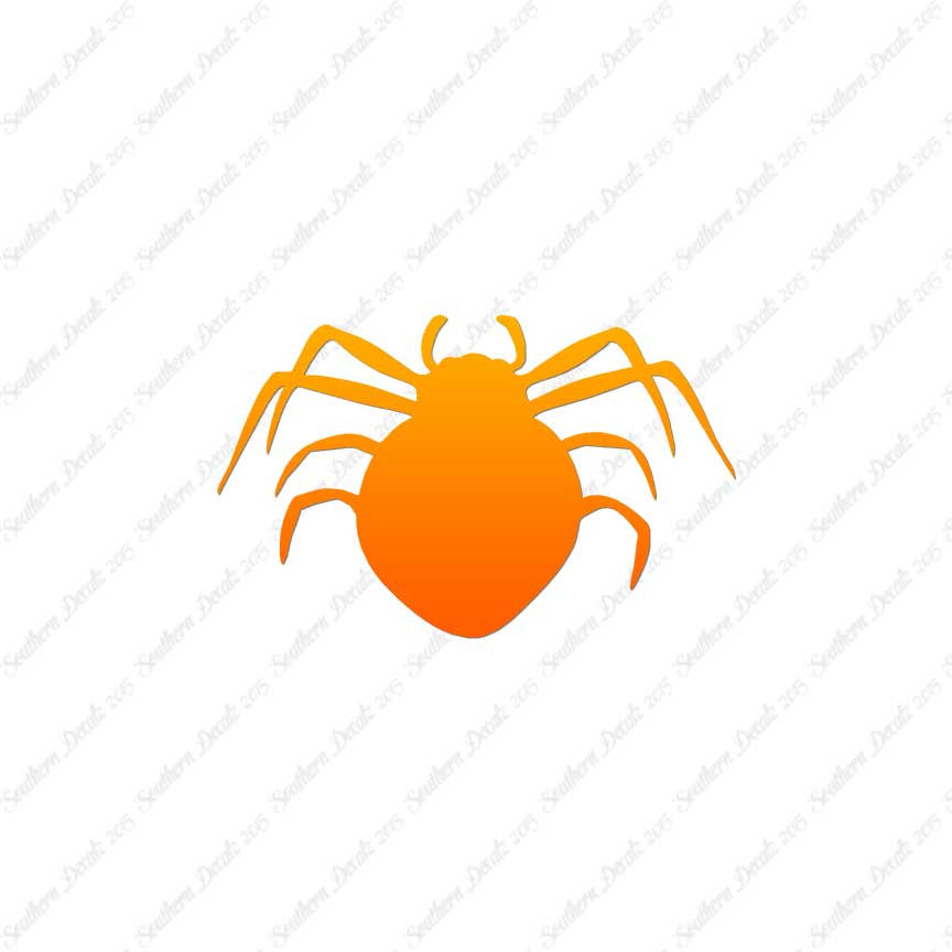 Spider Arachnid