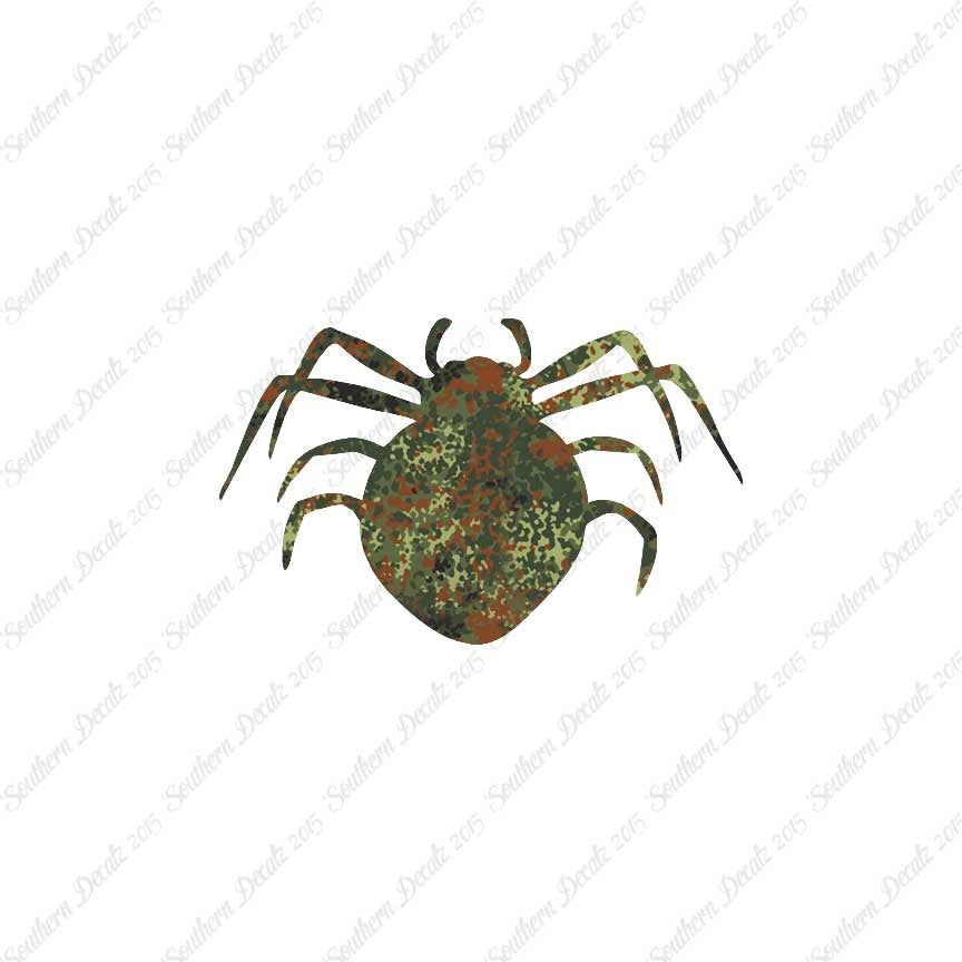Spider Arachnid