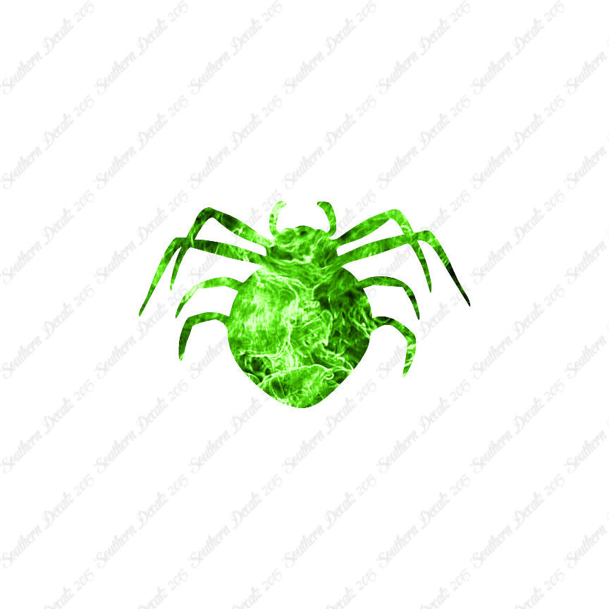 Spider Arachnid