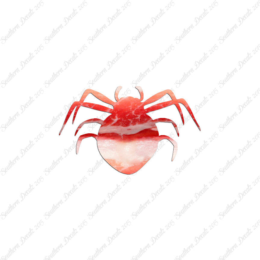 Spider Arachnid