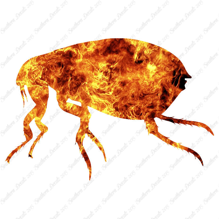 Tick Flea Insect