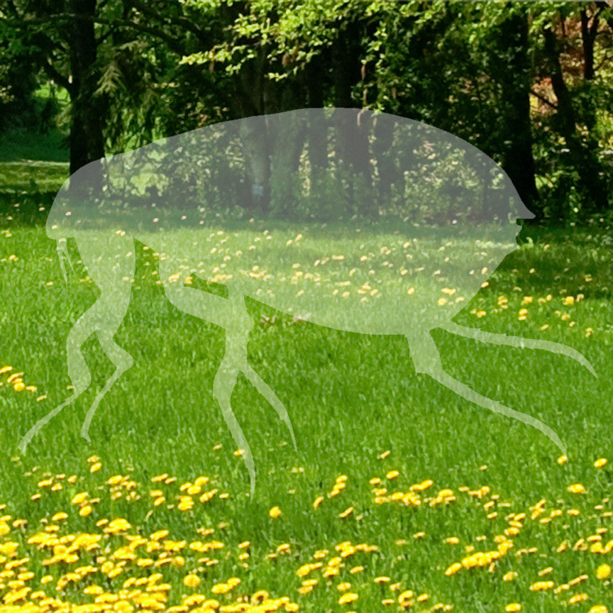 Tick Flea Insect