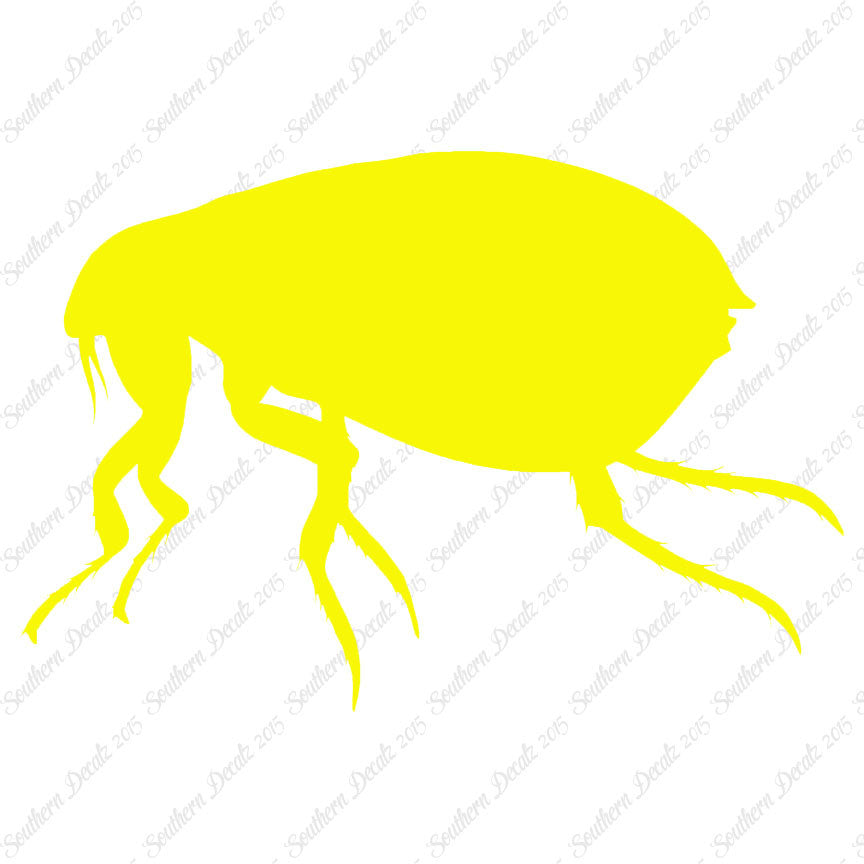 Tick Flea Insect