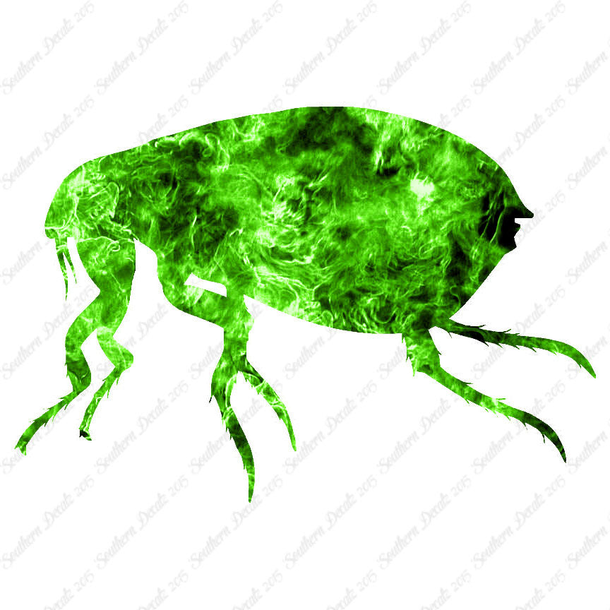 Tick Flea Insect
