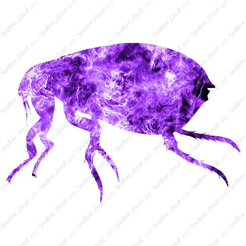 Tick Flea Insect