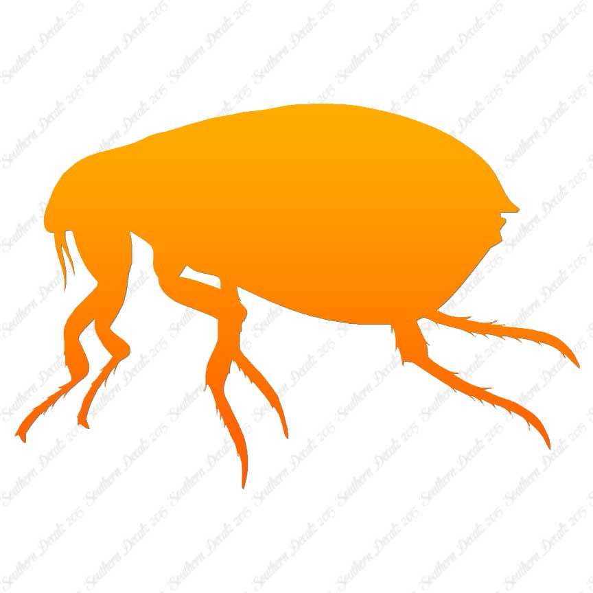 Tick Flea Insect