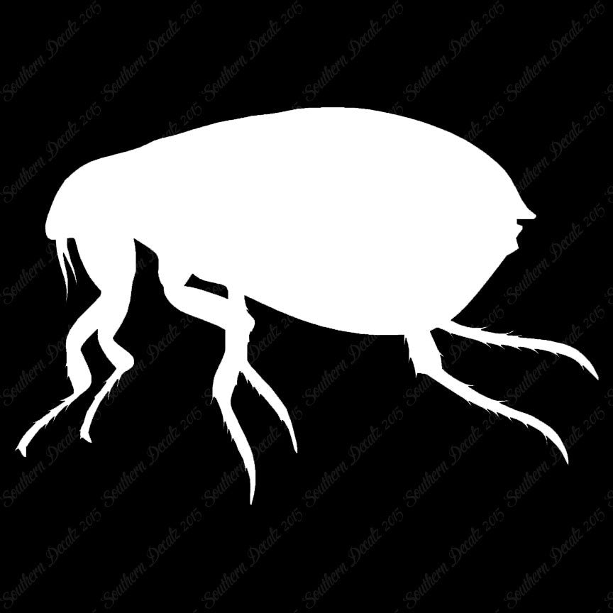 Tick Flea Insect