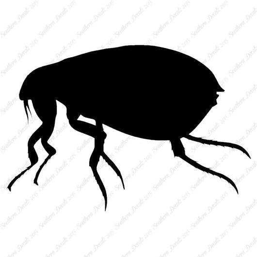 Tick Flea Insect