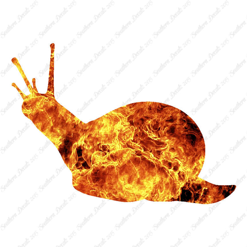 Slug Snail Insect Bug