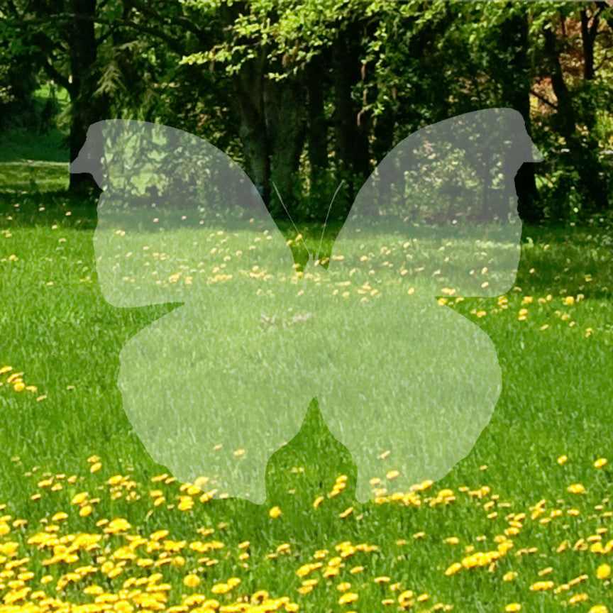 Moth Butterfly Insect Bug